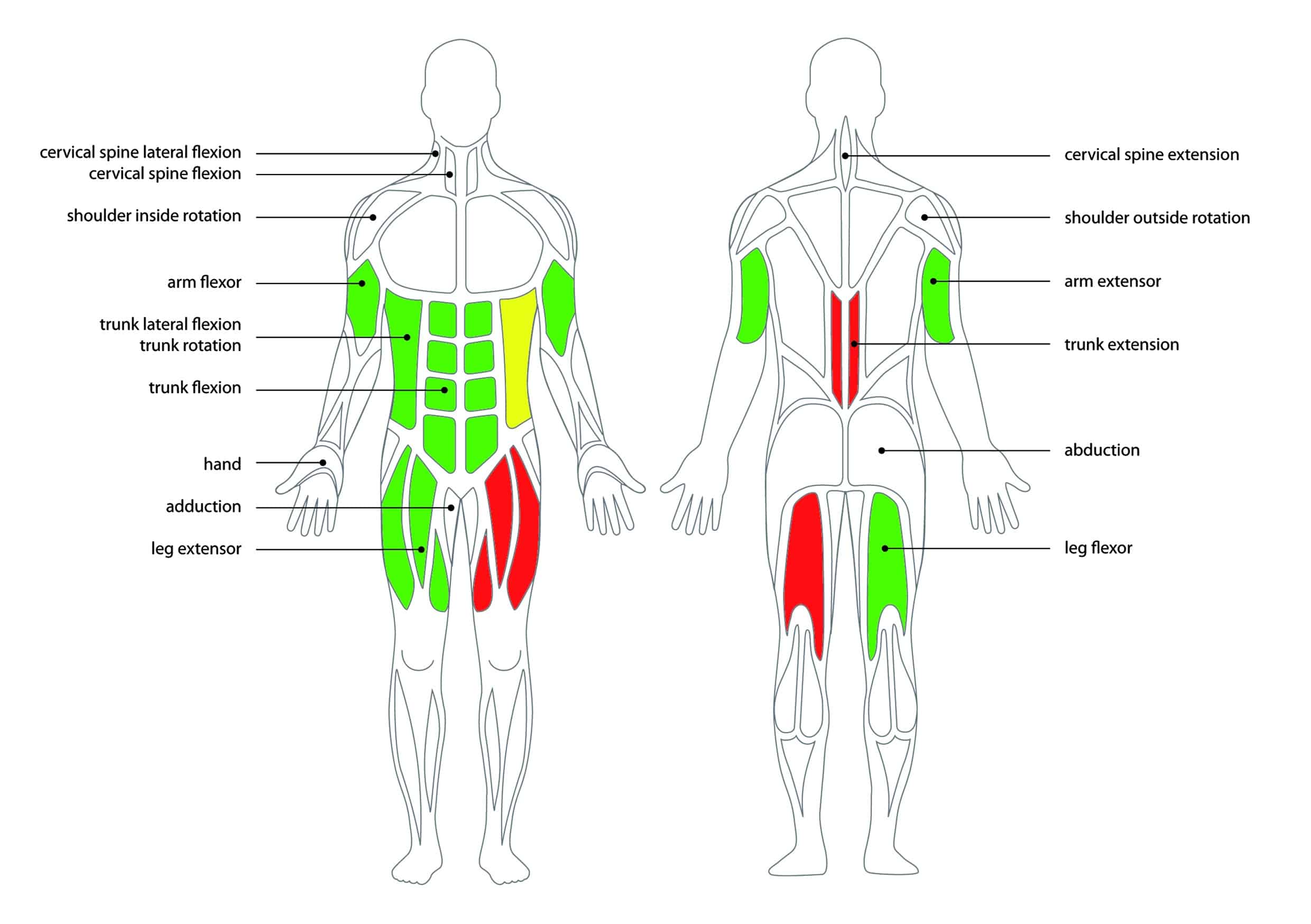 A diagram displaying the muscles involved in athletic testing. | FCE Scan